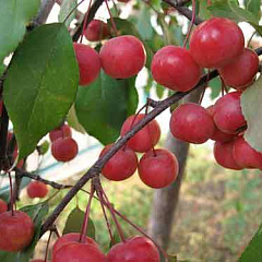 Яблоня декоративная "Ола" (Ola)